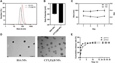 Combining photodynamic therapy and cascade chemotherapy for enhanced tumor cytotoxicity: the role of CTT2P@B nanoparticles